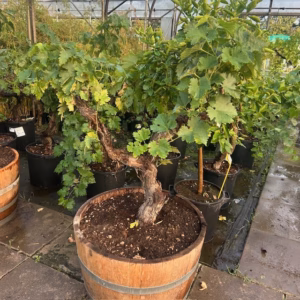 Half wijnvat 112 liter met knoestige druivenboom op stam