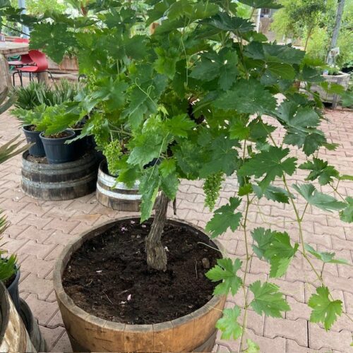 Half wijnvat 112 liter met knoestige druivenboom op stam