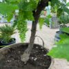 Half wijnvat 112 liter met knoestige druivenboom op stam