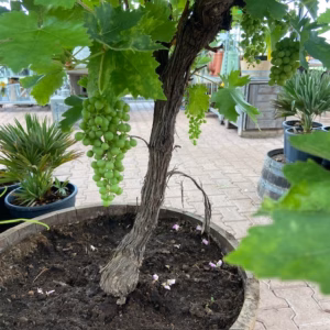 Half wijnvat 112 liter met knoestige druivenboom op stam