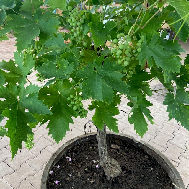 Half wijnvat 112 liter met knoestige druivenboom op stam