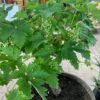 Half wijnvat 112 liter met knoestige druivenboom op stam