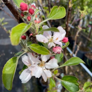Appelbloesem van de Elstar appelboom