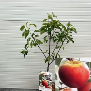 Appelboom patio 'Elstar'