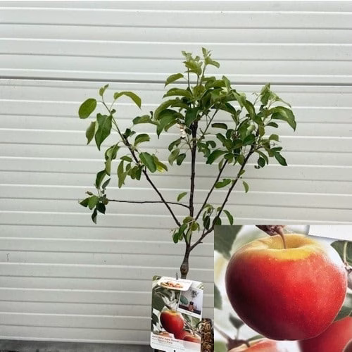 Appelboom patio 'Elstar'