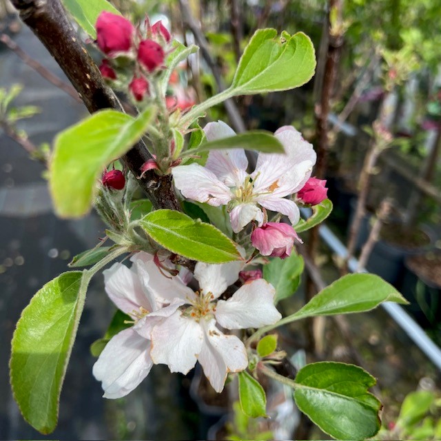 Appelbloesem van de Elstar appelboom
