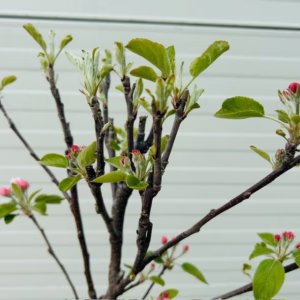 Appelboom 'Elstar' patio