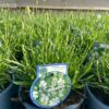 Lavendel 'White Fragrance'