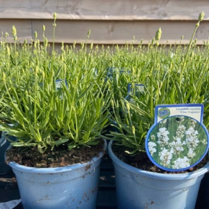 Lavendel 'White Fragrance'