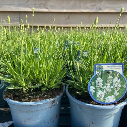 Lavendel 'White Fragrance'