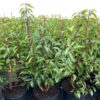 Prunus l. Angustifolia (Portugese Laurierkers) 70 cm 7,5 liter pot
