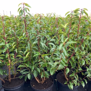 Prunus l. Angustifolia (Portugese Laurierkers) 70 cm 7,5 liter pot