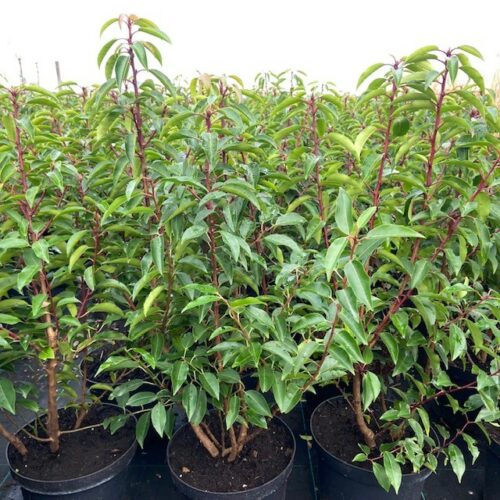 Prunus l. Angustifolia (Portugese Laurierkers) 70 cm 7,5 liter pot