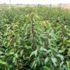 Prunus l. Angustifolia (Portugese Laurierkers) 70 cm 7,5 liter pot