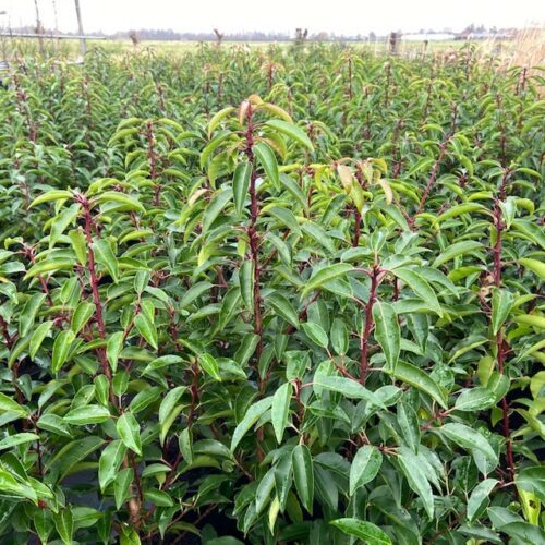 Prunus l. Angustifolia (Portugese Laurierkers) 70 cm 7,5 liter pot