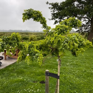 Robinia ps. 'Twisty Baby' (Acacia) stamhoogte 150 cm