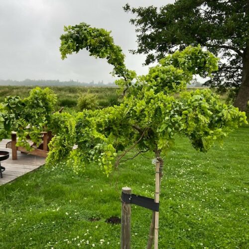 Robinia ps. 'Twisty Baby' (Acacia) stamhoogte 150 cm