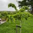 Robinia ps. 'Twisty Baby' (Acacia) stamhoogte 150 cm