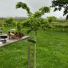 Robinia ps. 'Twisty Baby' (Acacia) stamhoogte 150 cm
