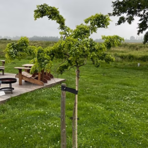 Robinia ps. 'Twisty Baby' (Acacia) stamhoogte 150 cm