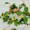 Appelboom 'Summerred' laagstam Leiboom - Afbeelding 8
