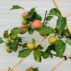 Appelboom laagstam 'Summerred' Leiboom