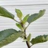 Appelboom halfstam Rode Boskoop (Goudreinet)