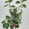 Appelboom halfstam Rode Boskoop (Goudreinet)
