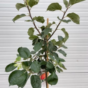 Appelboom halfstam Rode Boskoop (Goudreinet)