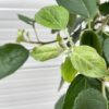 Appelboom halfstam Rode Boskoop (Goudreinet)