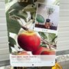 Appelboom patio 'Elstar'