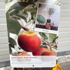 Appelboom patio 'Elstar'