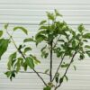 Appelboom patio 'Elstar'
