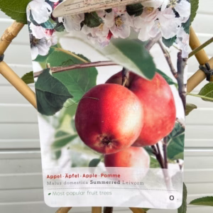 Appelboom laagstam 'Summerend' Leivorm