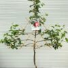 Appelboom laagstam 'Summerend' Leivorm