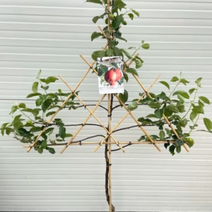 Appelboom laagstam 'Summerend' Leivorm