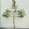 Appelboom laagstam 'Summerend' Leivorm