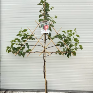 Appelboom laagstam 'Summerend' Leivorm