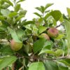 Appelboom laagstam 'Summerend' Leivorm