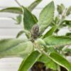 Buddleja free petit Blue Heaven (Dwergvlinderstruik)