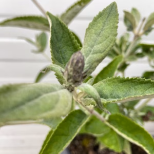 Buddleja free petit Blue Heaven (Dwergvlinderstruik)