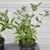 Buddleja free petit Blue Heaven (Dwergvlinderstruik)