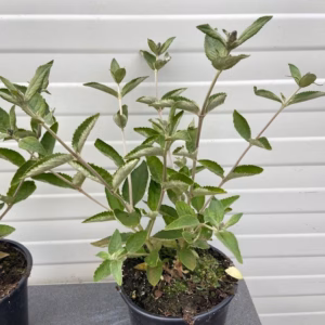 Buddleja free petit Blue Heaven (Dwergvlinderstruik)