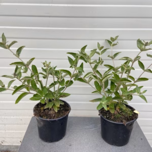 Buddleja free petit Blue Heaven (Dwergvlinderstruik)