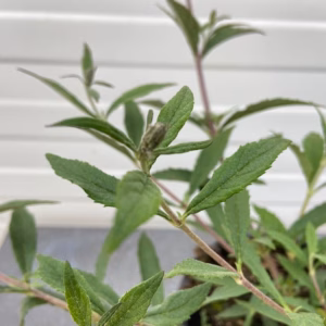 Buddleja free petit Dark pink (Dwergvlinderstruik)
