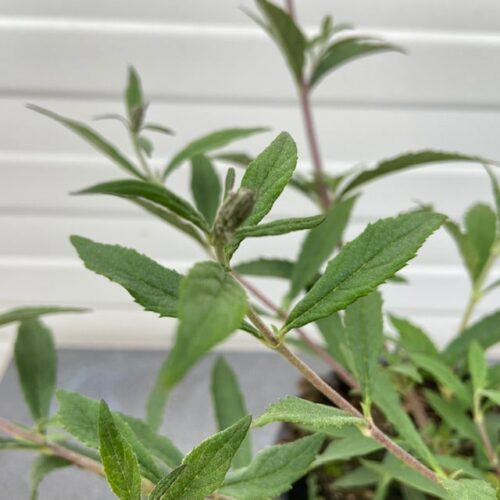 Buddleja free petit Dark pink (Dwergvlinderstruik)