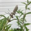 Buddleja free petit Dark pink (Dwergvlinderstruik)