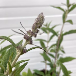 Buddleja free petit Dark pink (Dwergvlinderstruik)