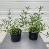 Buddleja free petit Dark pink (Dwergvlinderstruik)