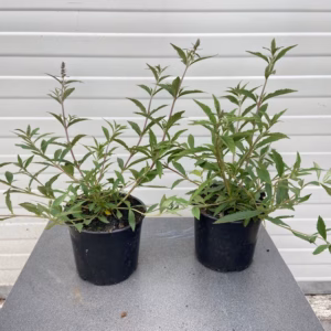 Buddleja free petit Dark pink (Dwergvlinderstruik)